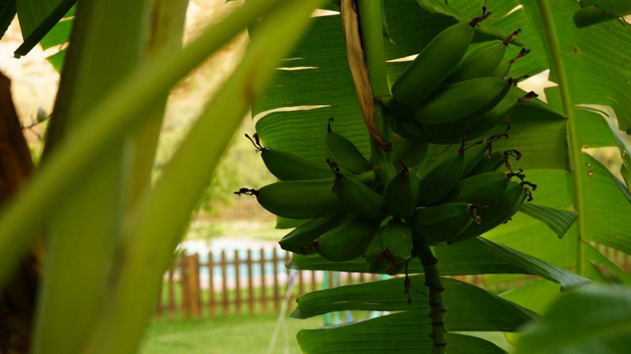 Tropical Studio Orgiva Εξωτερικό φωτογραφία